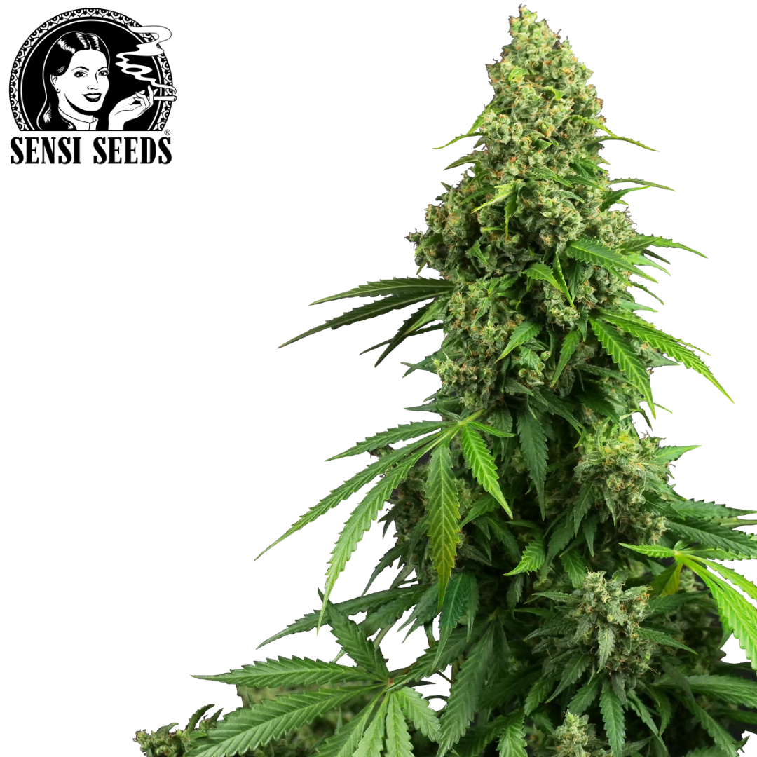 Samen, Sensi Seeds®, Honey Melon Kush, Auto